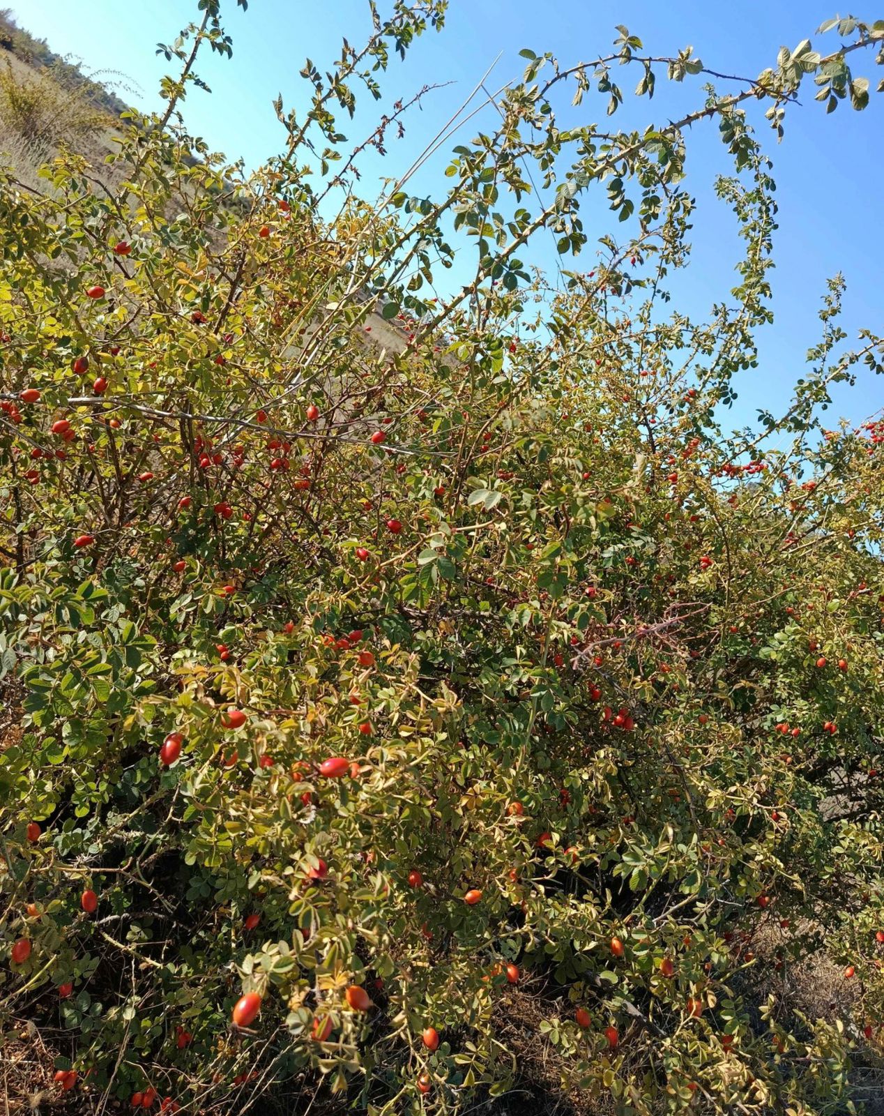 Wild rosehip fields in Chile
