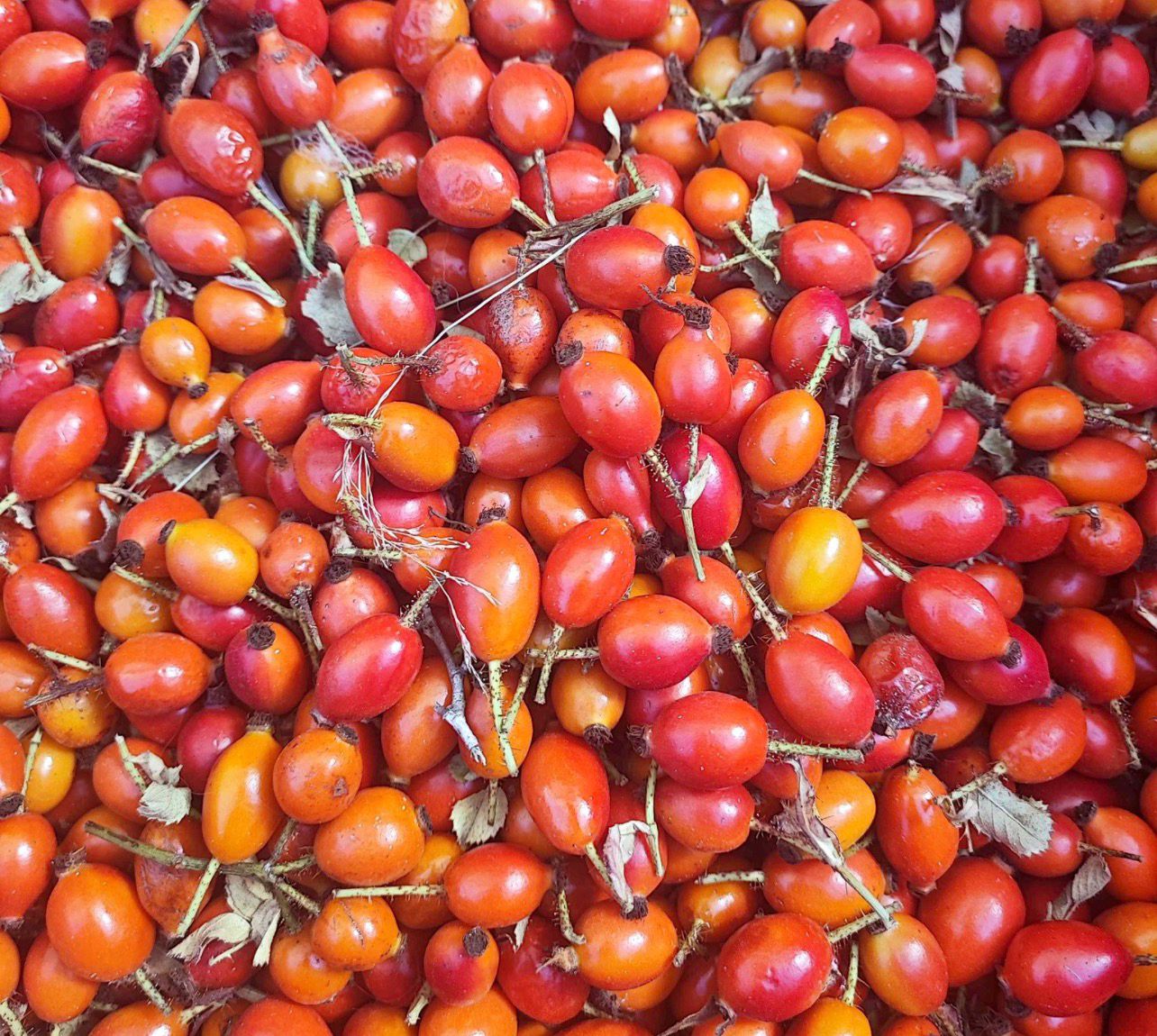 Rosehip fruits harvested in bulk